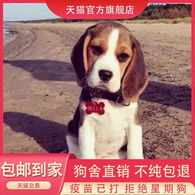 纯种比格犬幼犬大耳朵小猎犬活体幼崽狗狗猎兔犬米格鲁宠物狗正宗