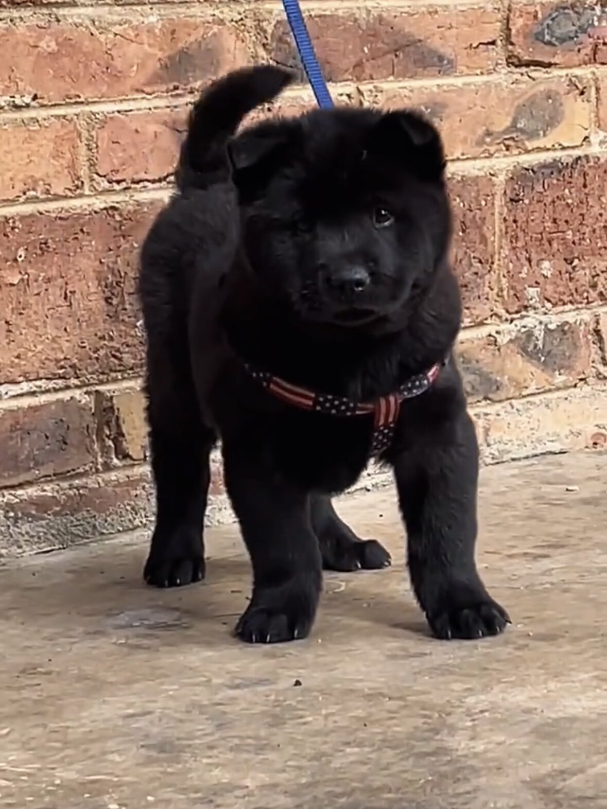 五黑犬中华田园犬活体虎头赶山犬广西土猎犬狩猎犬忠诚纯黑活体狗