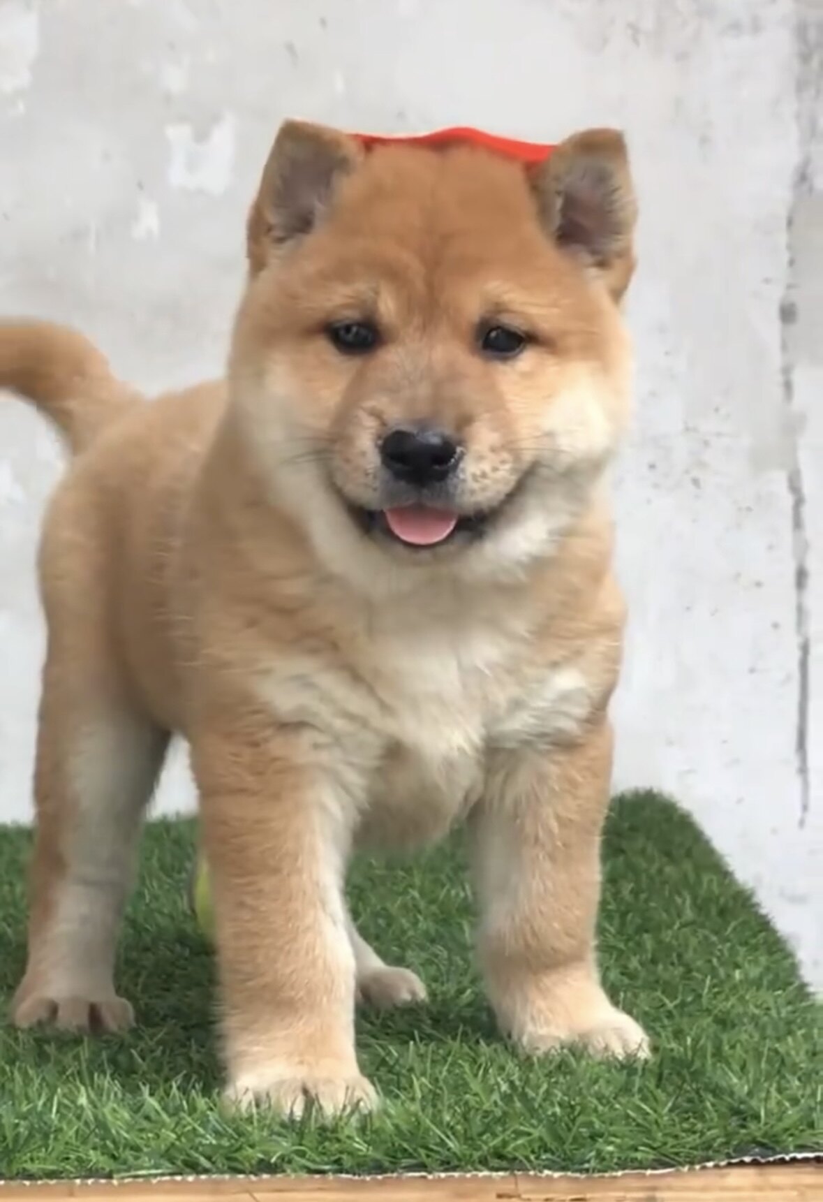 大黄狗农村土狗中华田园犬黄狗看家护院看门狗活体幼崽广西土猎犬