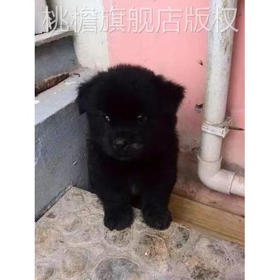 田园犬中华田园犬桃檐中型犬