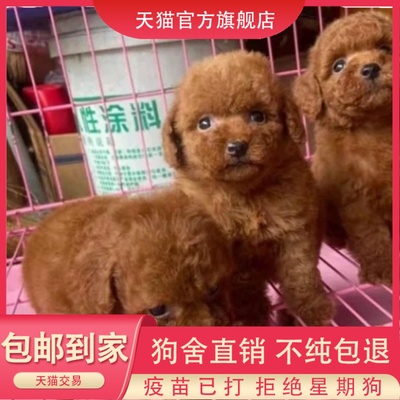 纯种泰迪犬幼活体灰色长