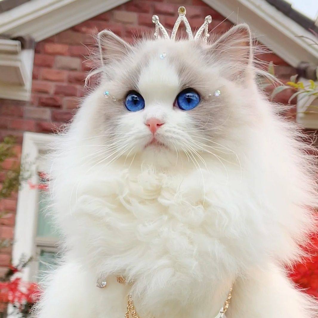 布偶猫幼猫长毛仙女蓝双海双重点色火焰色蓝眼睛粘人超萌宠物成猫