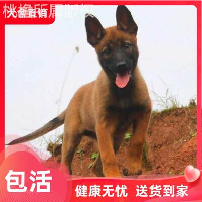 活物狗狗马犬桃檐中型犬