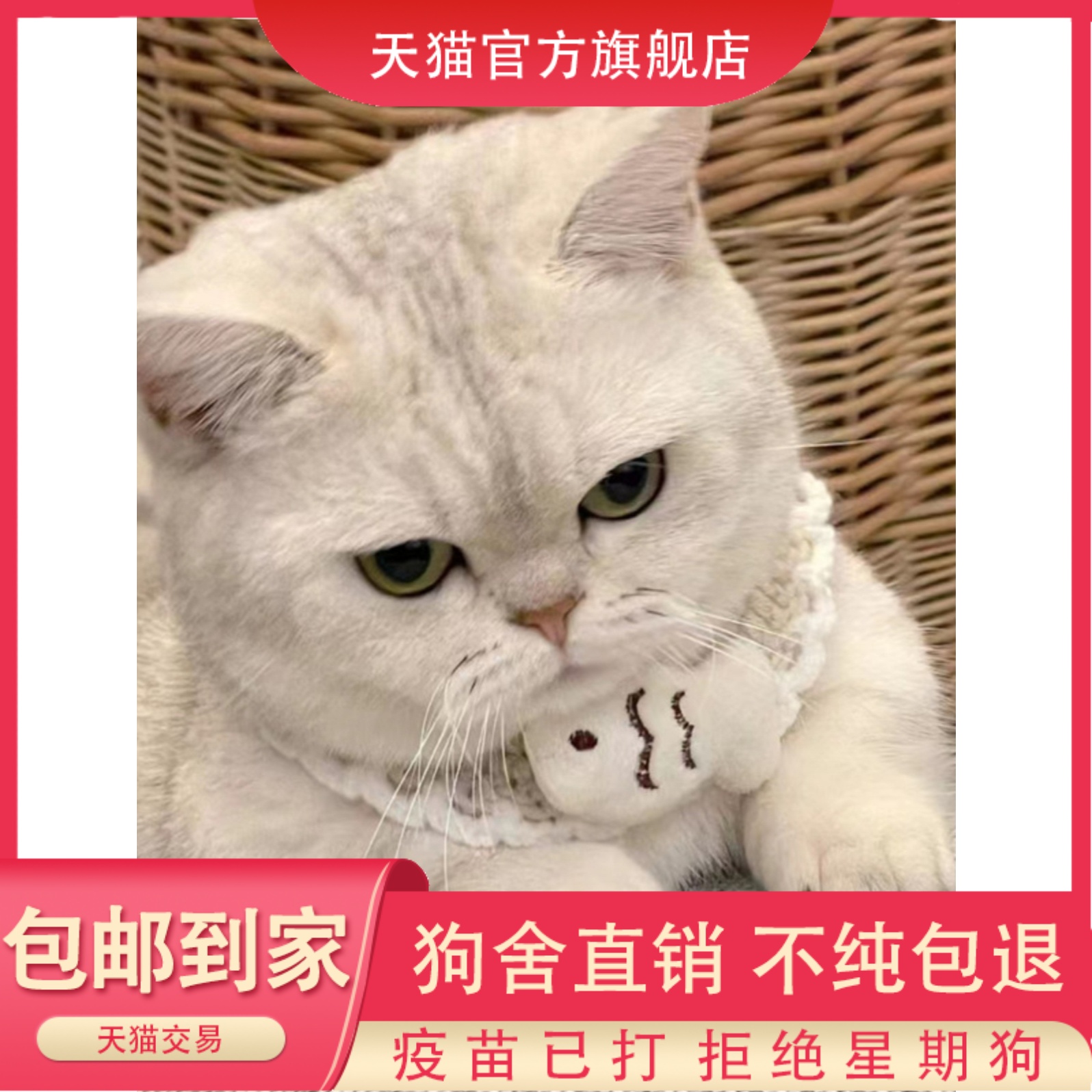 纯种银渐层猫幼猫活体英短金渐层猫矮脚猫银点猫活物宠物猫咪幼崽