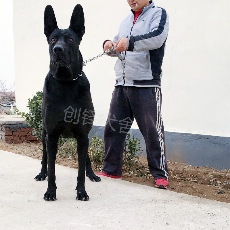 纯种黑狼犬幼犬活体墨界狼狗纯黑色狼犬大型犬巨型猛犬看家护院犬