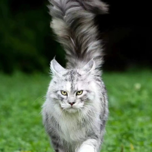 幼猫活体银虎斑缅因猫纯种缅因猫巨型大体宠物猫咪活物棕虎斑缅因