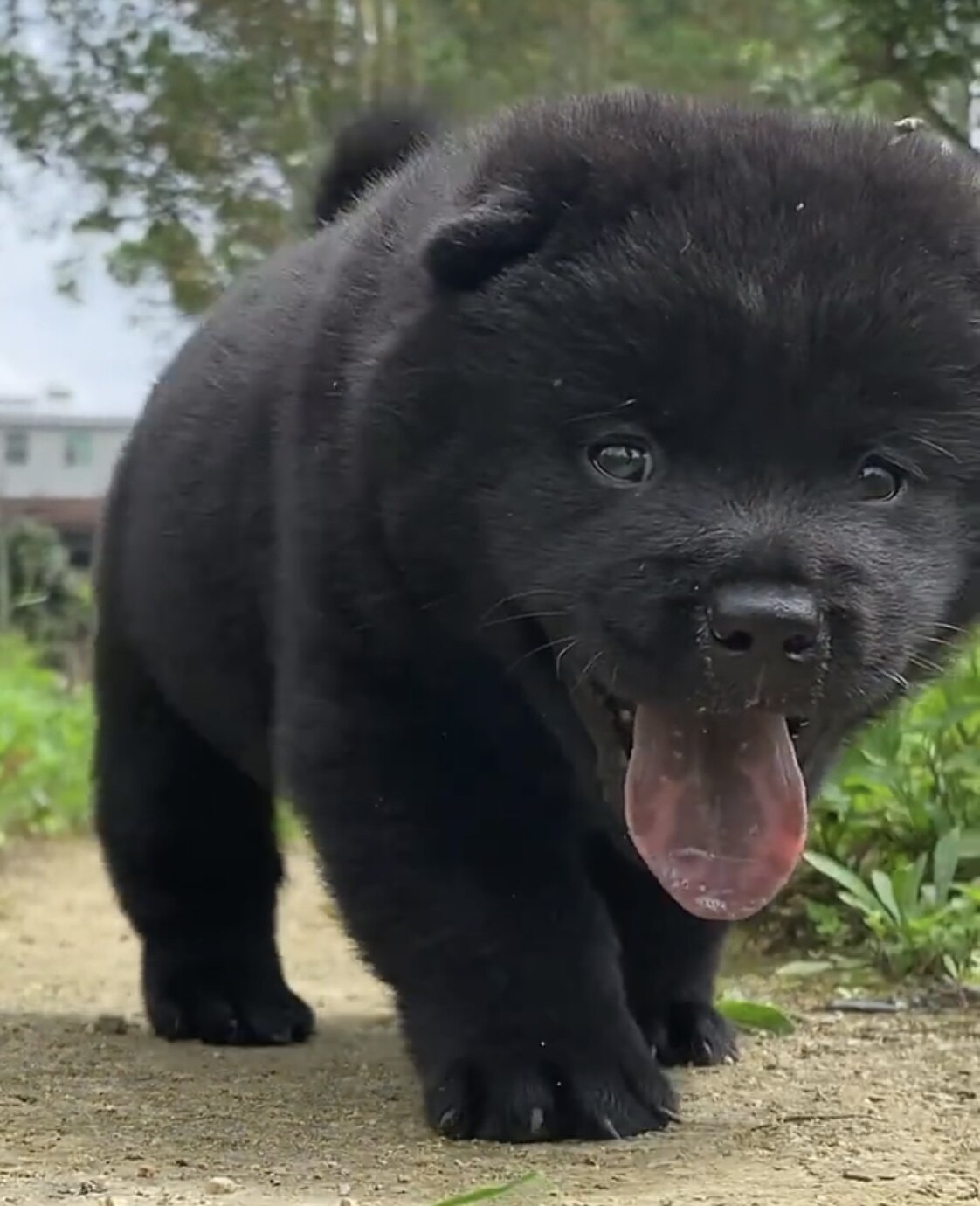 广西正宗虎头五黑犬土猎犬赶山狩猎犬看家护院犬小黑狗纯黑短毛狗