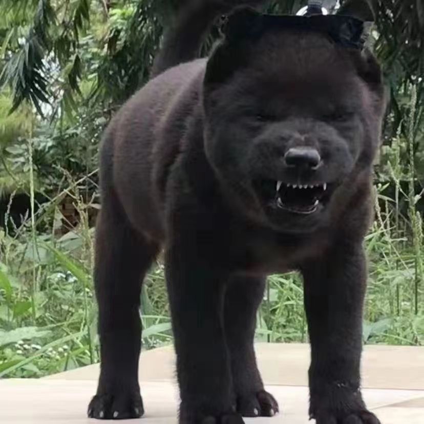 纯种中华田园犬五黑犬幼犬正宗广西土猎犬赶山犬看家护院活体狗狗