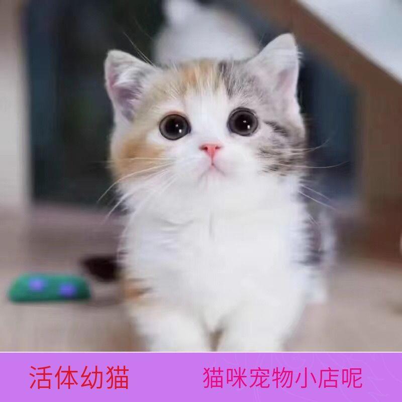 猫咪真猫幼猫猫咪活体宠物猫狸花猫橘猫橘白猫三花猫土猫黑白猫咪 宠物/宠物食品及用品 猫咪 原图主图