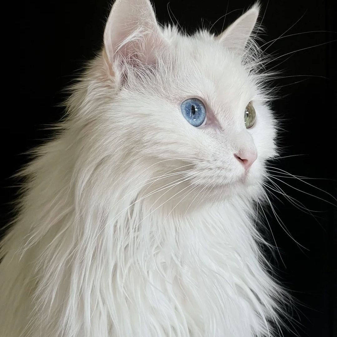 纯白异瞳狮子猫仙女猫蓝眼狮子猫临清可爱山东狮子猫长毛爱心超萌