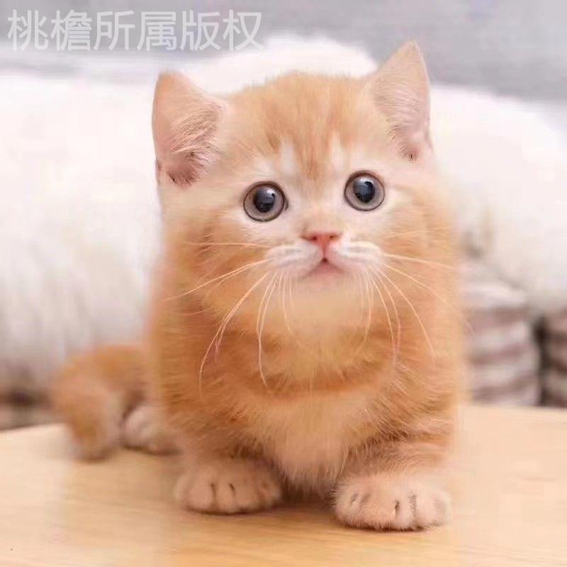 黑白狸花猫桃檐家养短毛