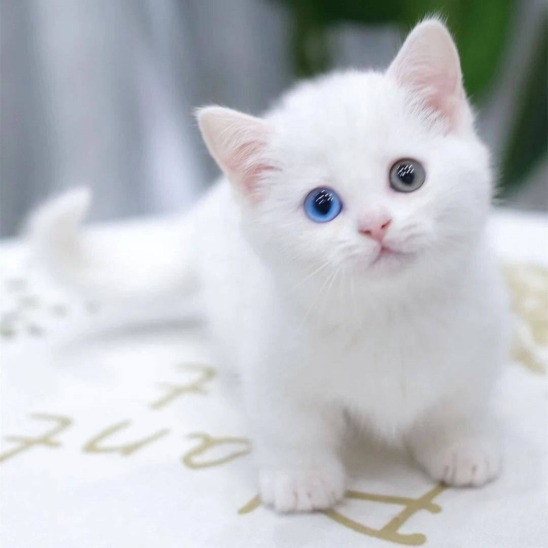 中华田园纯白猫活物便宜小猫崽2-3个月异瞳猫咪土猫抓老鼠活物猫