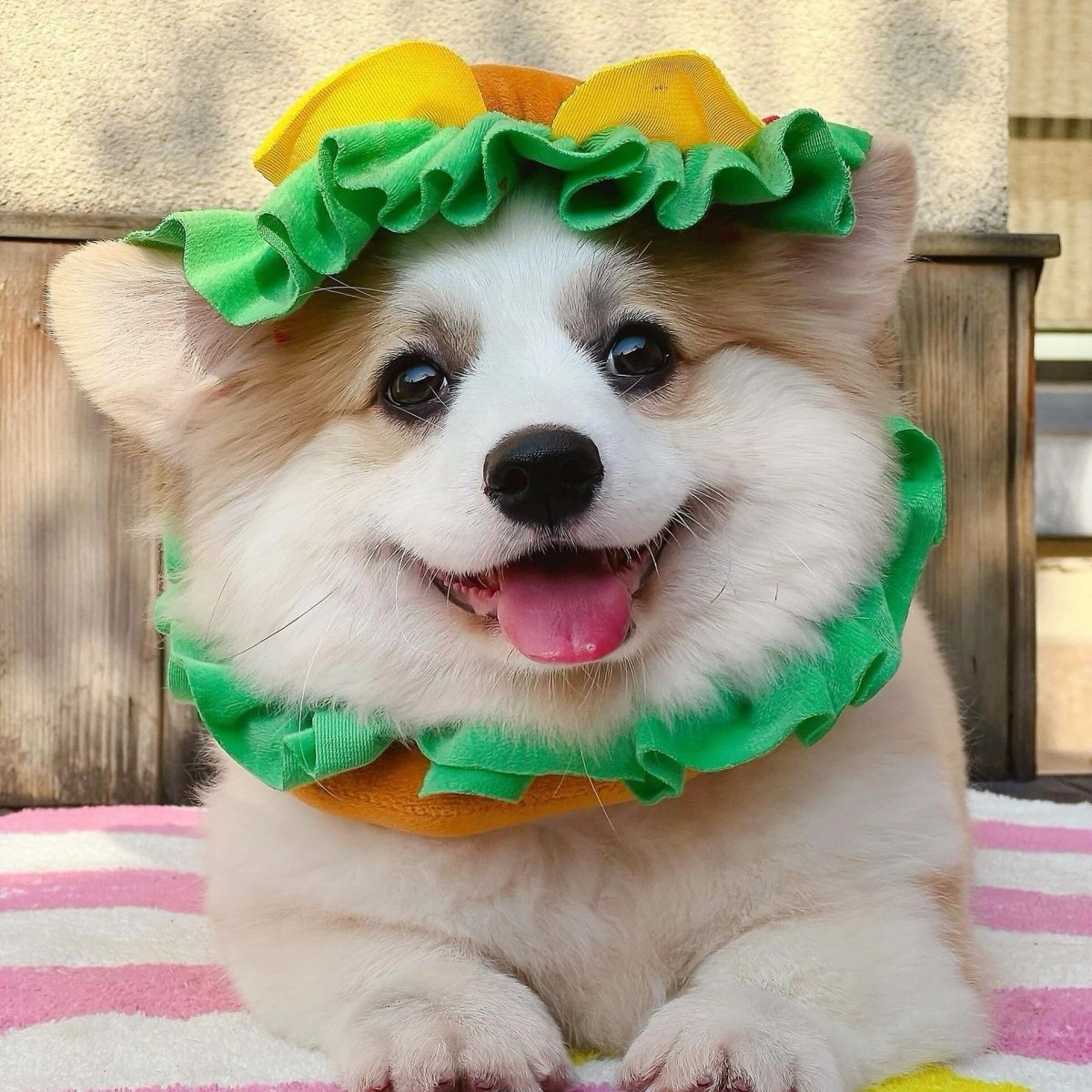 柯基幼犬黄白柯基小短腿黑白三色柯基小狗小型活体宠物狗宠物狗狗