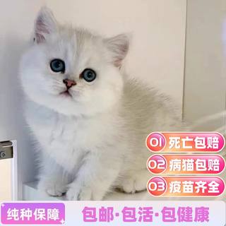 英短猫幼猫蓝猫幼猫蓝白猫美短幼猫加白起司猫虎斑猫缅因猫银渐层