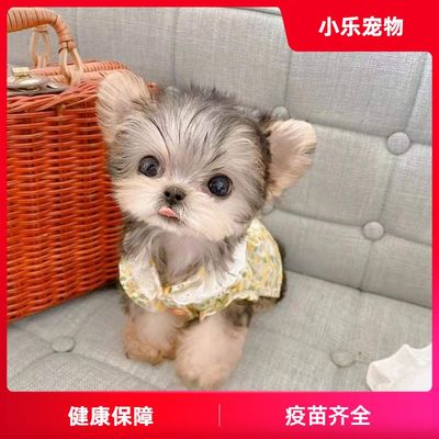 约克夏幼犬金头银背色茶