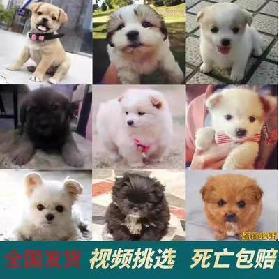 家养中华田园犬桃檐小型犬土狗