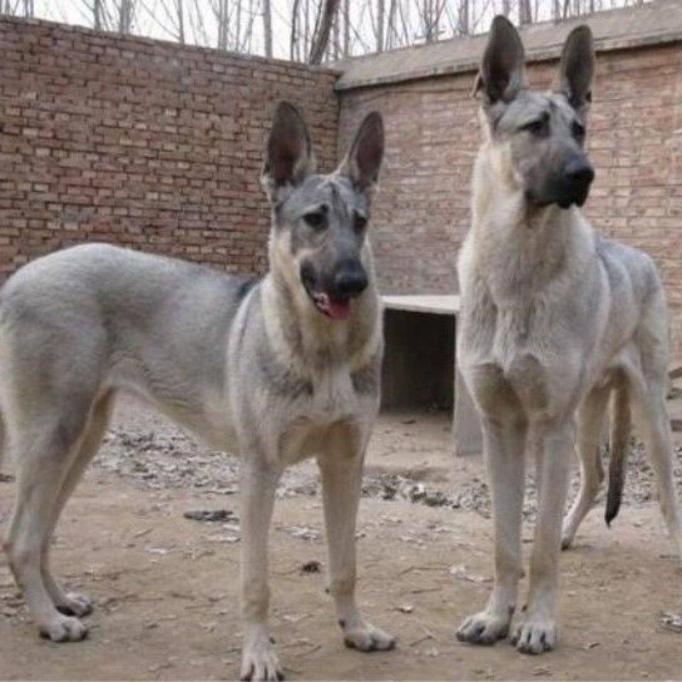 狼青幼犬活体家养昆明犬宠物狗狗幼崽黑狼青犬看家护院大型犬