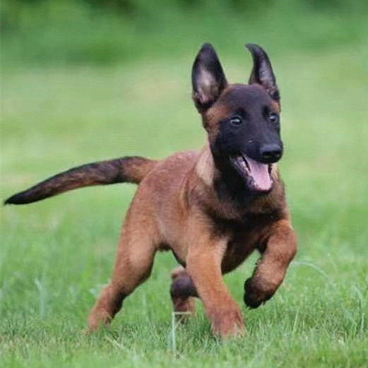 纯种马犬幼犬活体马犬警犬黑马红马幼犬大型犬比利时马犬宠物狗狗怎么看?