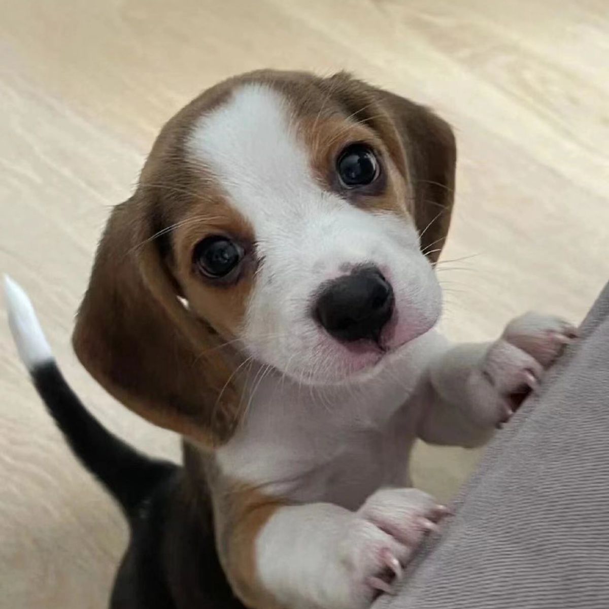 纯种比格犬警犬小狗米鲁犬猎兔犬狗狗大耳朵宠物小型猎犬幼犬短毛