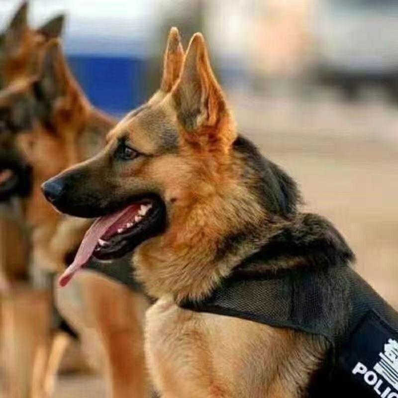 德牧幼犬活物放牧宠物狗德国牧羊体长毛黑背看家护院护卫犬狗狼狗