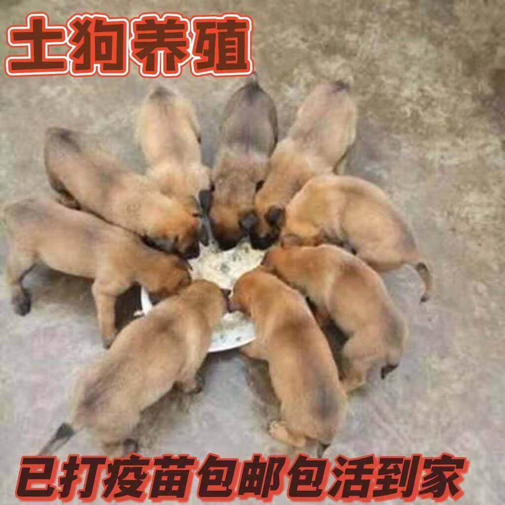 土狗活物大型土狗苗肉狗苗农村本地土狗看家护院中华田园犬大黄狗