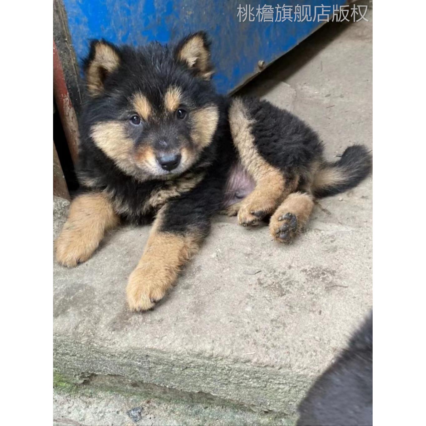 四眼铁包金幼犬广西土猎犬中华田园犬活体铁包金纯种正宗四眼狗狗