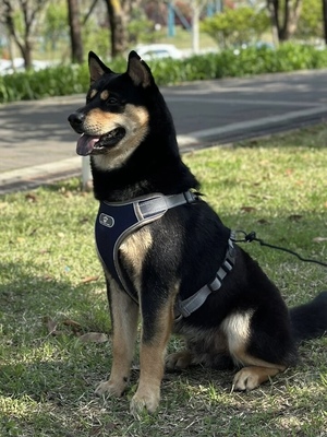 桃檐大型犬五黑犬看家护院