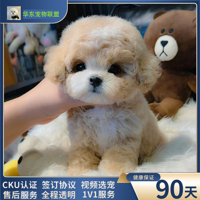 马尔泰幼犬小型犬纯种韩国小体茶杯犬长不大香槟泰迪宠物活体幼崽