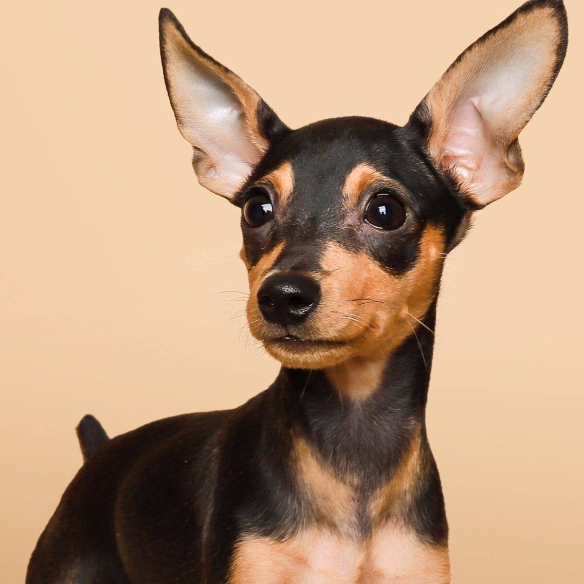 小鹿犬鹿娃幼犬活物不掉毛小鹿狗小型犬小型铁包金色可爱温顺聪明