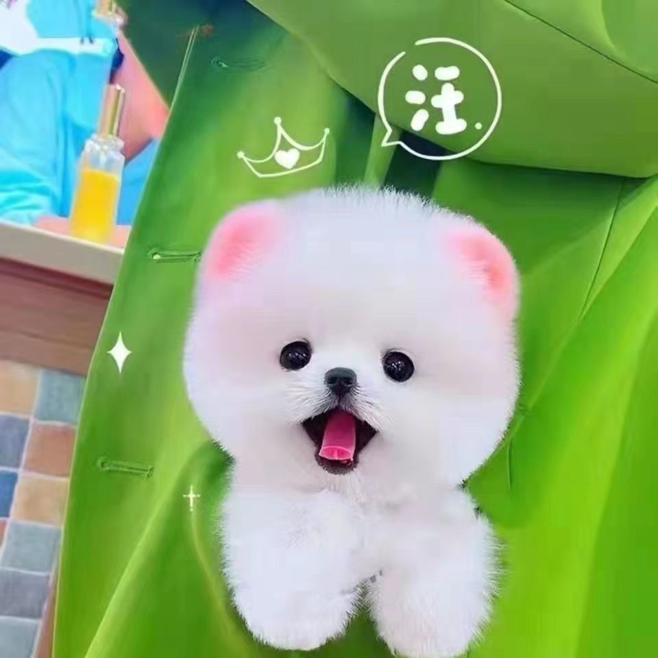 家养博美幼犬活体俊介犬茶杯狗长不大比熊泰迪小型犬家养宠物狗狗