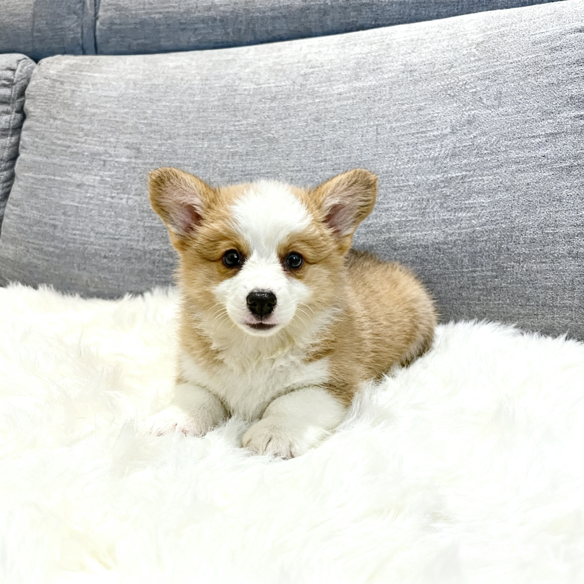 活泼不掉毛三色伴侣犬双色威尔士