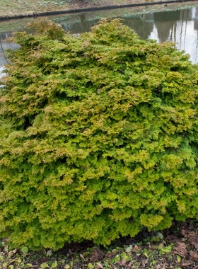 日本扁柏'小矮人'（金字塔）Chamaecyparis obtusa ‘Pygmaea'
