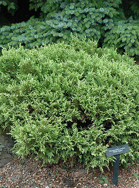 日本花柏‘白色小矮人'Chamaecyparis pisifera ‘White Pygmy'