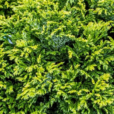 花柏‘金色针垫'Chamaecyparis pisifera ‘Golden Pin Cushion'