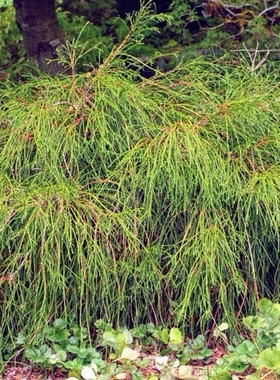 崖柏属  北美乔柏 北美乔柏‘马鞭'Thuja plicata ‘Whipcord'