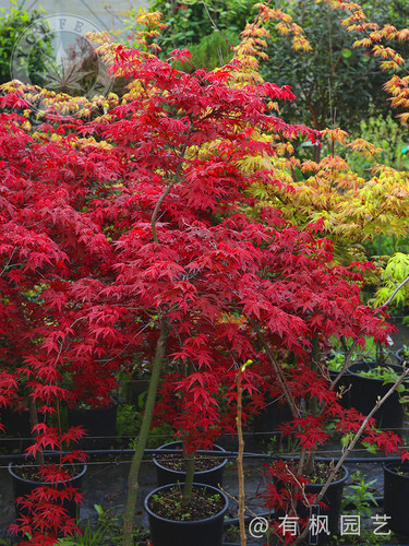 红舞姬日本红枫有枫园艺地栽大树