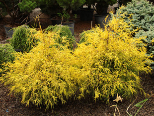 扁柏 日本花柏‘金色拖把'Chamaecyparis pisifera ‘Golden Mop'