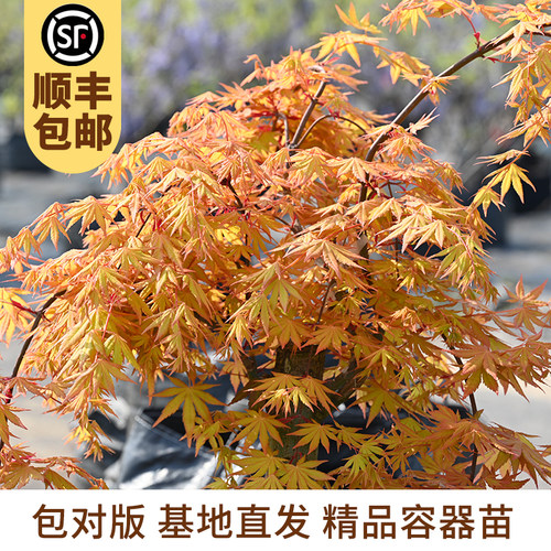 黄金流泉垂枝红枫枫树花园地栽