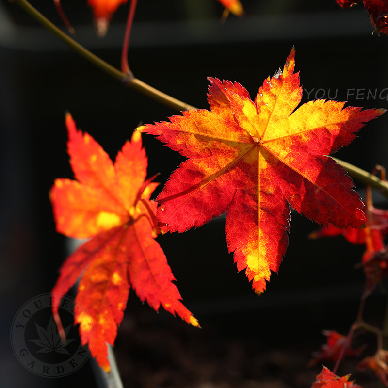 秋爪红日本枫树株型直立四季好养阳台盆栽庭院花园地栽大树红枫