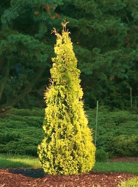 崖柏属  北美香柏'Thuja occidentalis ‘Yellow Ribbon'
