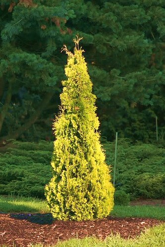 崖柏属  北美香柏'Thuja occidentalis ‘Yellow Ribbon'