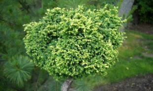 花柏‘加农炮'Chamaecyparis pisifera ‘Spaan's Cannonball'