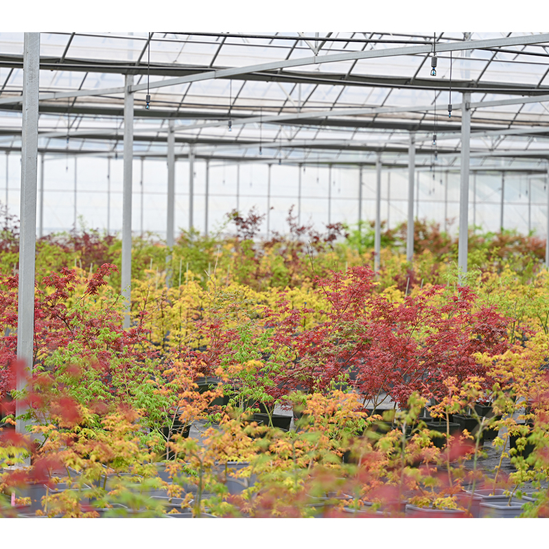 枫树阳台室外集品种小苗盆栽可爱