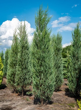 刺柏属 落基山圆柏‘冲天' Juniperus scopulorum ‘Skyrocket'