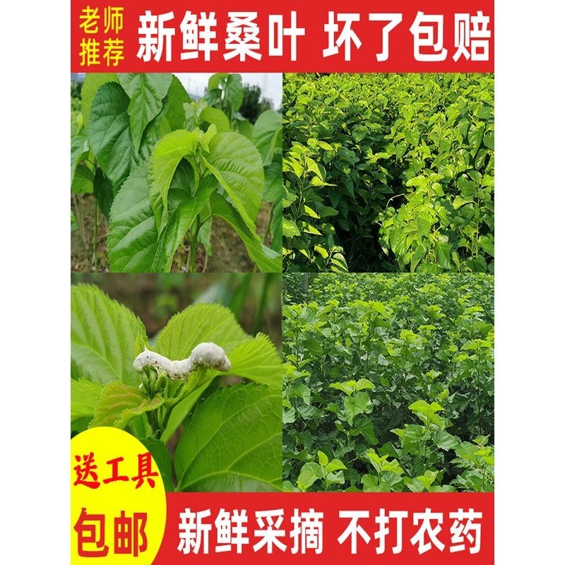 新鲜桑叶饲料学生养蚕宝宝套装蚕卵现摘嫩桑叶桑树叶大叶小蚕鲜嫩