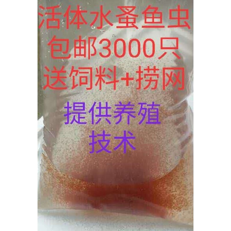 水蚤种可繁殖 自家养殖繁殖干净无菌高蛋白幼鱼鱼苗的开口活饲料