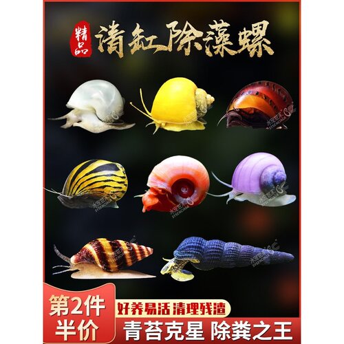 观赏螺除苔藻杀手螺黑金刚螺苹果螺淡水斑马鲍鱼洋葱螺工具螺