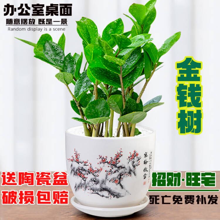 精品金钱树盆栽摇钱树花苗室内花卉四季好养绿植物客厅办公桌面小