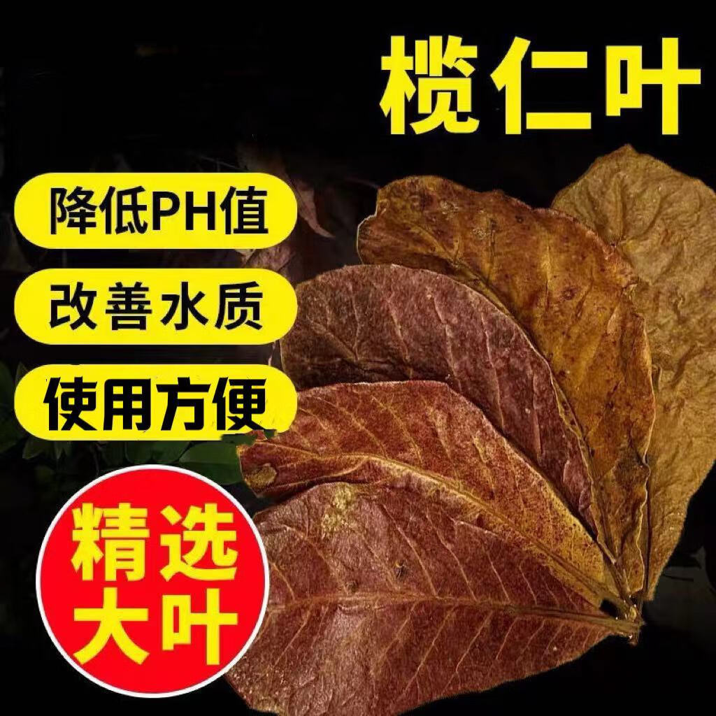 榄仁叶斗鱼懒人叶鱼缸橄榄叶降酸降低调节ph值橄仁叶天然树叶
