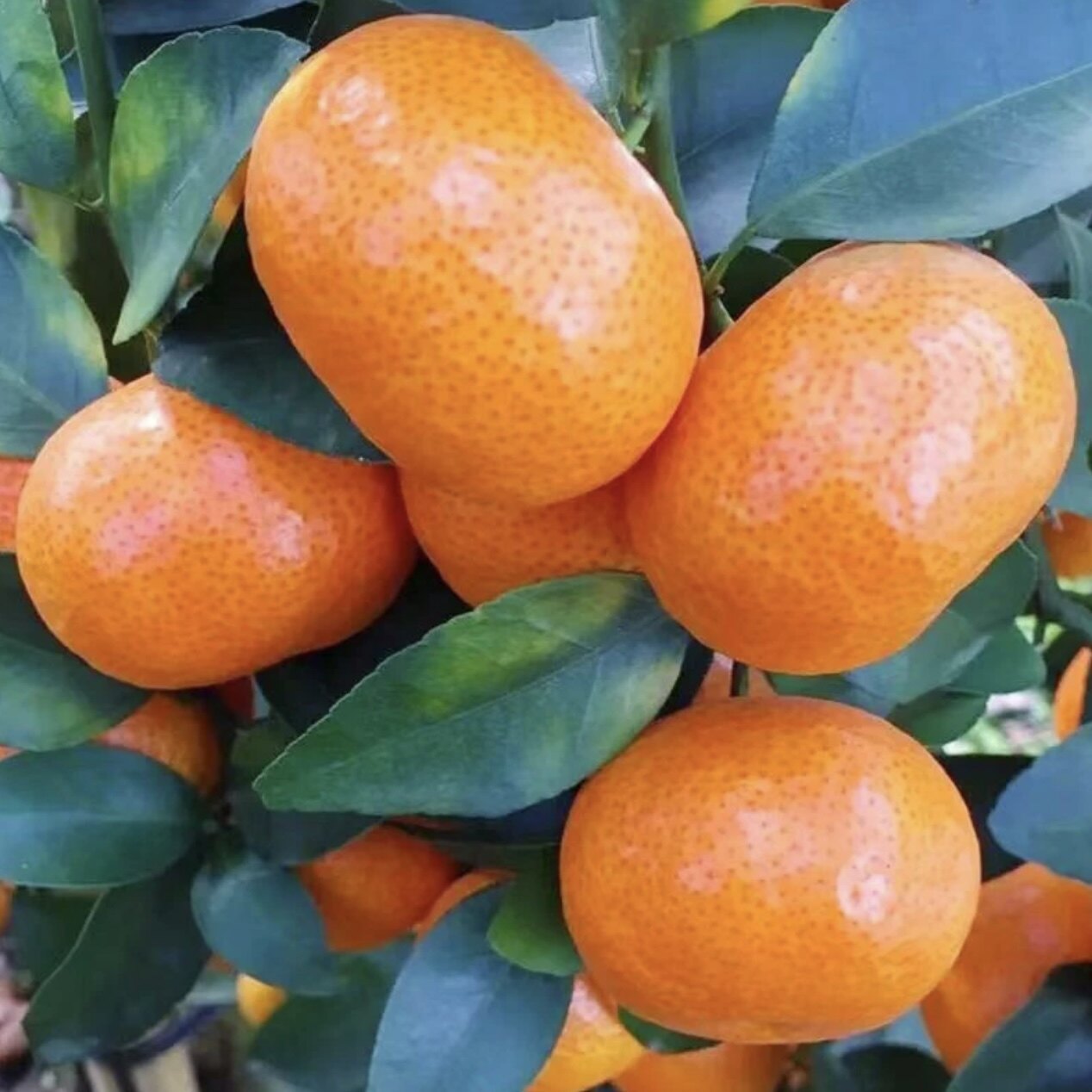 广西金秋砂糖橘5斤正宗沙糖桔子新鲜孕妇应当季水果整箱蜜柑橘子